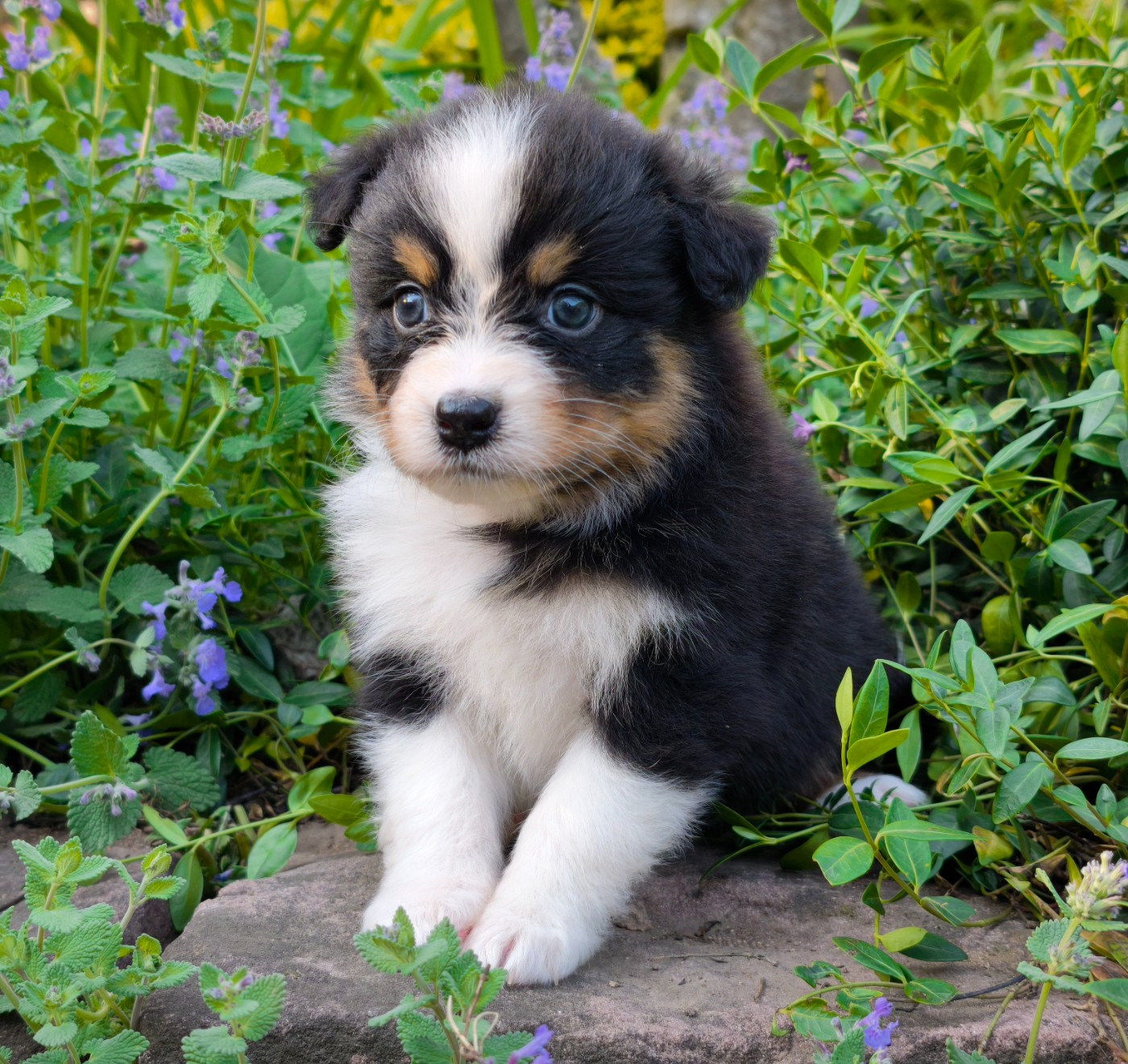 du Domaine de Naugigoutte - Chiots disponibles - Berger Australien