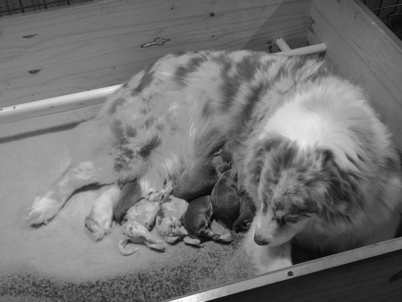 Chiot Berger Australien du Domaine de Naugigoutte