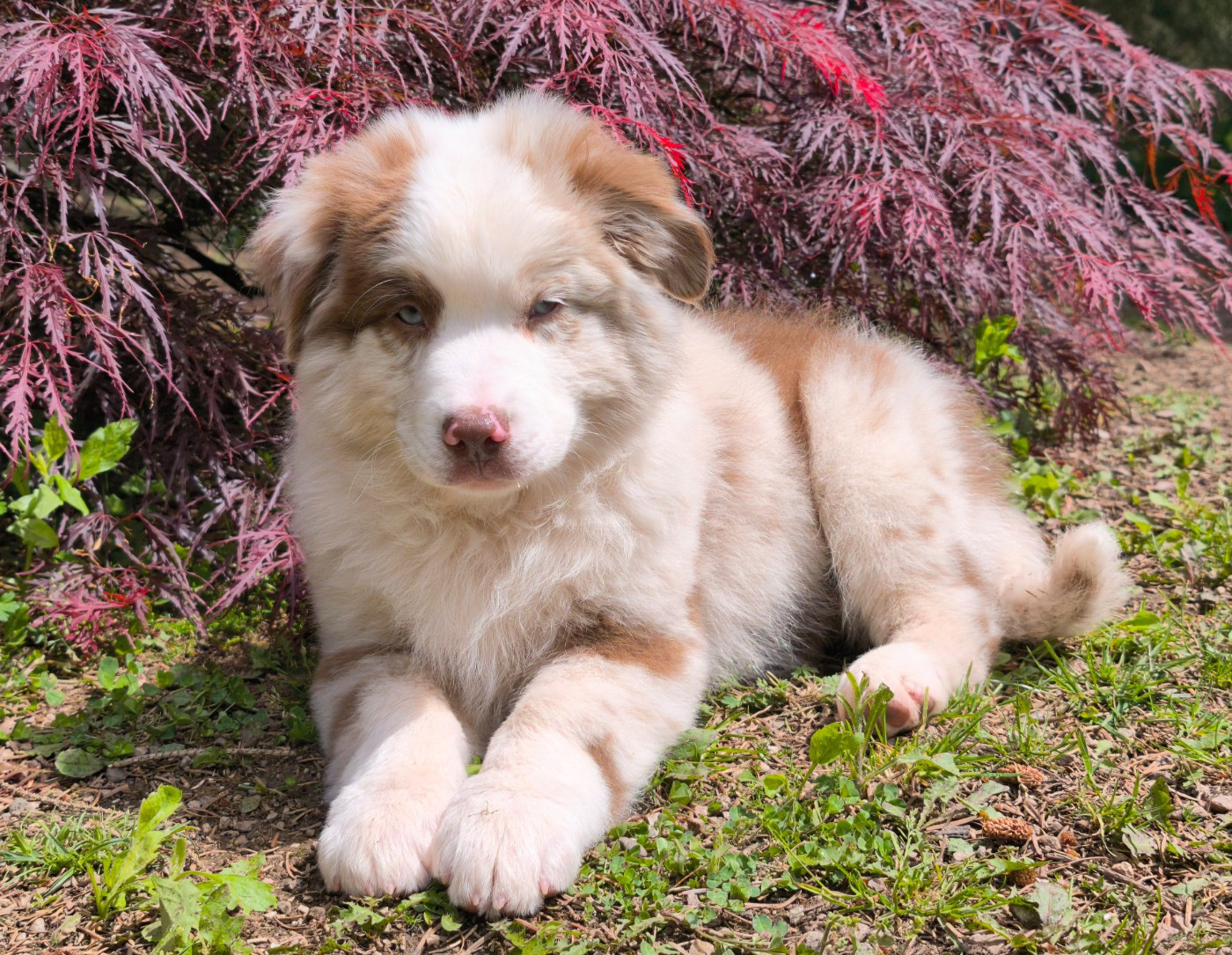 du Domaine de Naugigoutte - Chiots disponibles - Berger Australien