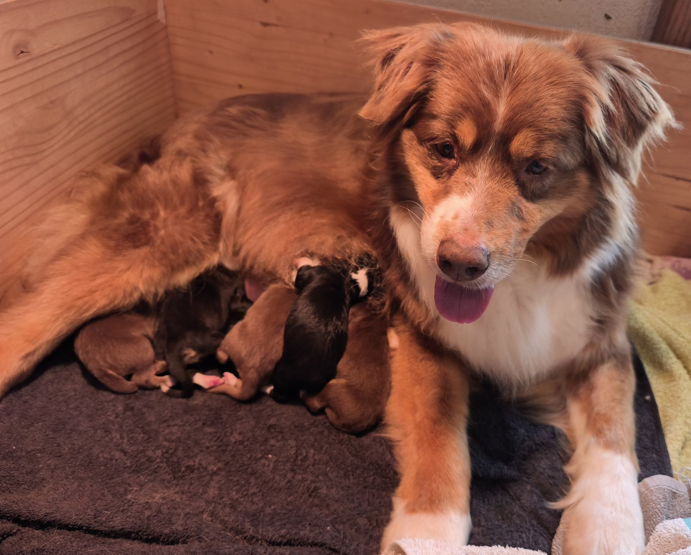 Chiot Berger Australien du Domaine de Naugigoutte
