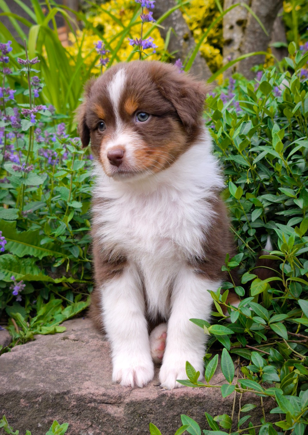 du Domaine de Naugigoutte - Chiots disponibles - Berger Australien
