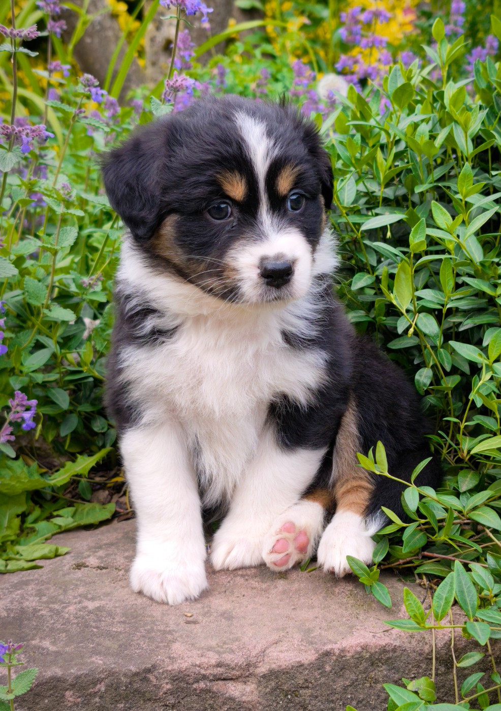 du Domaine de Naugigoutte - Chiots disponibles - Berger Australien
