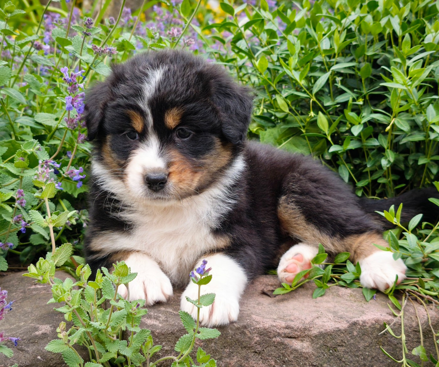du Domaine de Naugigoutte - Chiots disponibles - Berger Australien