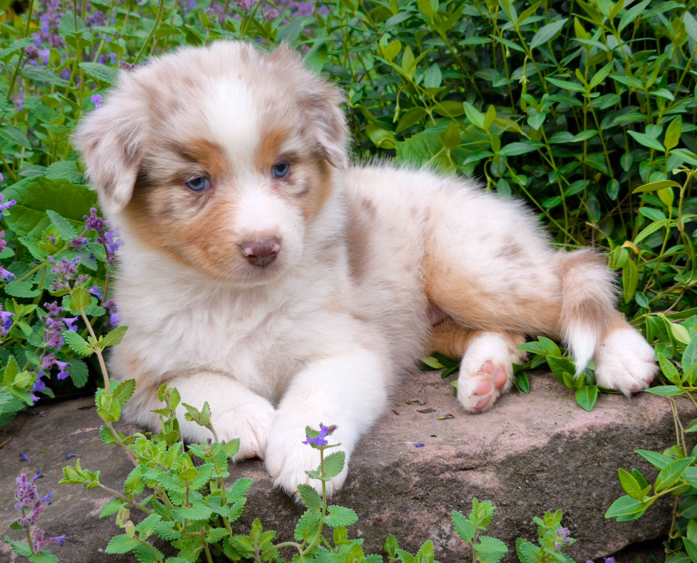du Domaine de Naugigoutte - Chiots disponibles - Berger Australien