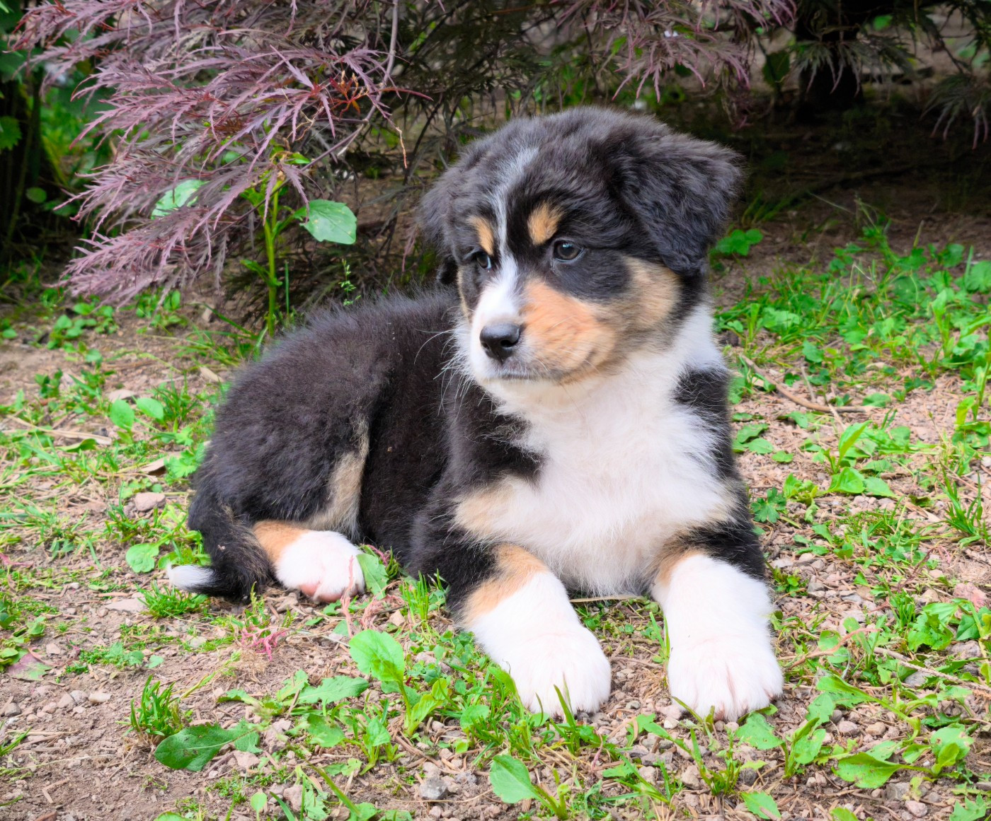 du Domaine de Naugigoutte - Chiots disponibles - Berger Australien