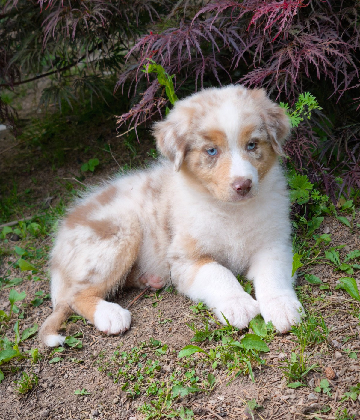 du Domaine de Naugigoutte - Chiots disponibles - Berger Australien