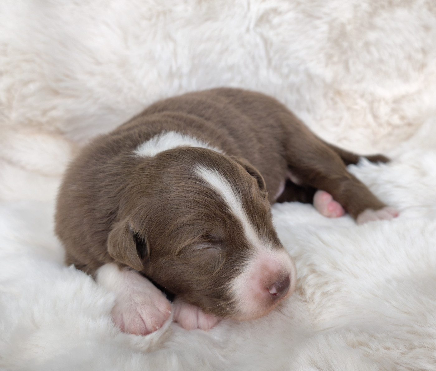 Chiot Berger Australien du Domaine de Naugigoutte