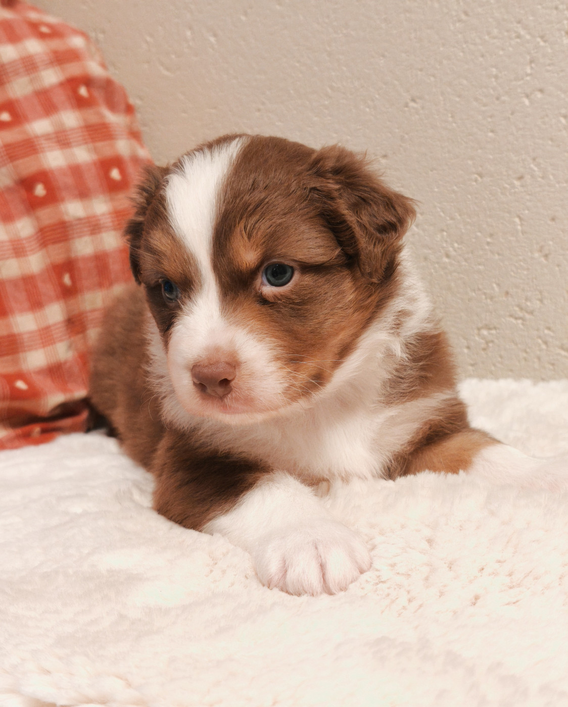 du Domaine de Naugigoutte - Chiots disponibles - Berger Australien