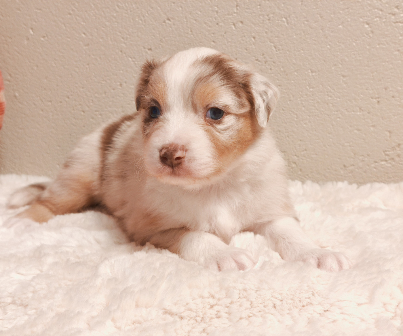 du Domaine de Naugigoutte - Chiots disponibles - Berger Australien