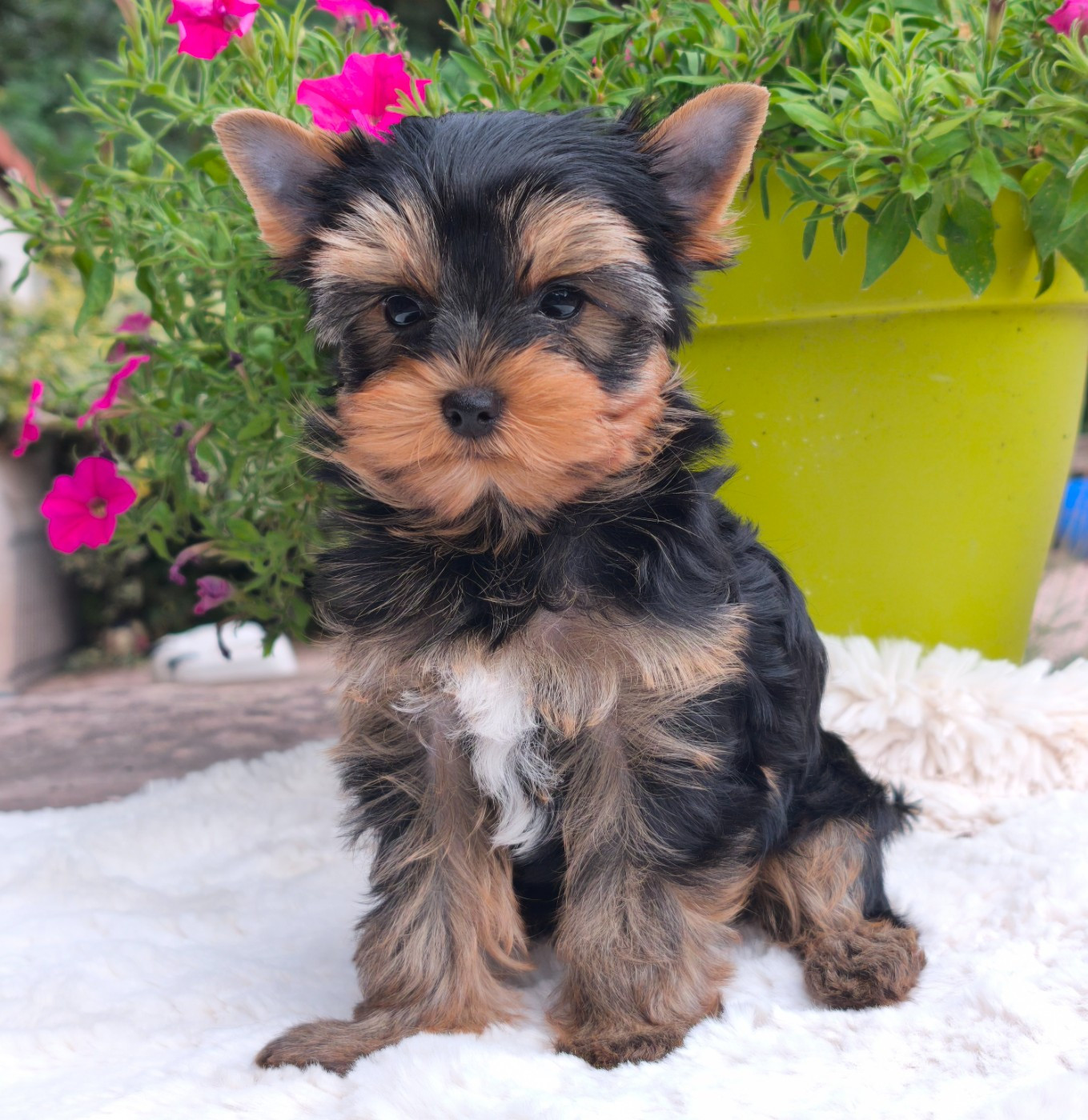 du Domaine de Naugigoutte - Chiots disponibles - Yorkshire Terrier