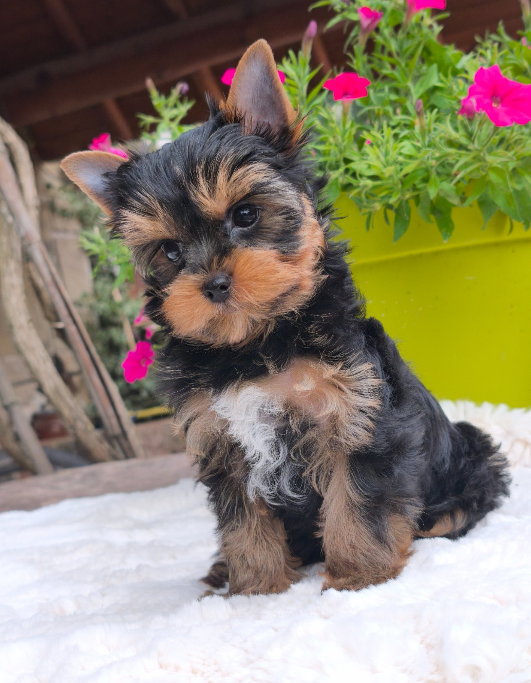 du Domaine de Naugigoutte - Chiots disponibles - Yorkshire Terrier