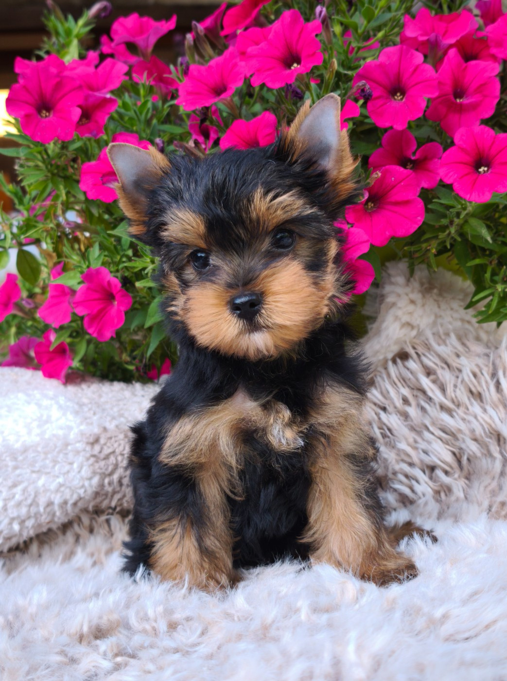 du Domaine de Naugigoutte - Chiots disponibles - Yorkshire Terrier