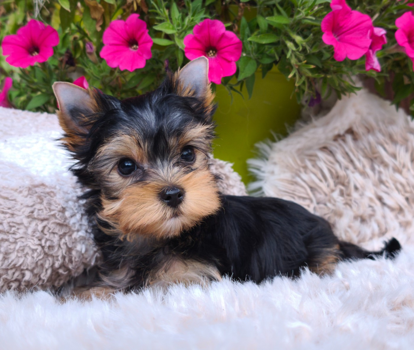 du Domaine de Naugigoutte - Chiots disponibles - Yorkshire Terrier