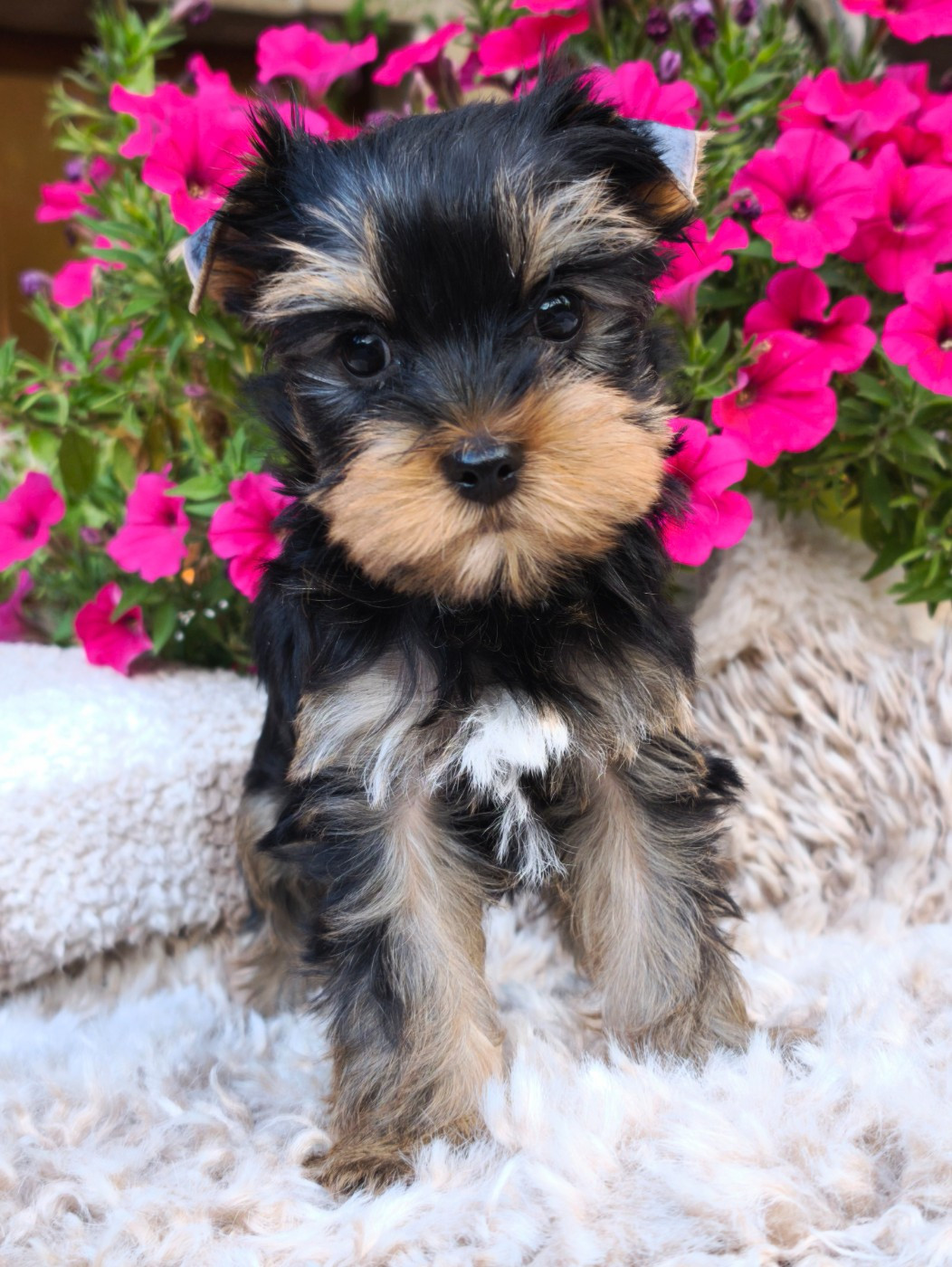 du Domaine de Naugigoutte - Chiots disponibles - Yorkshire Terrier
