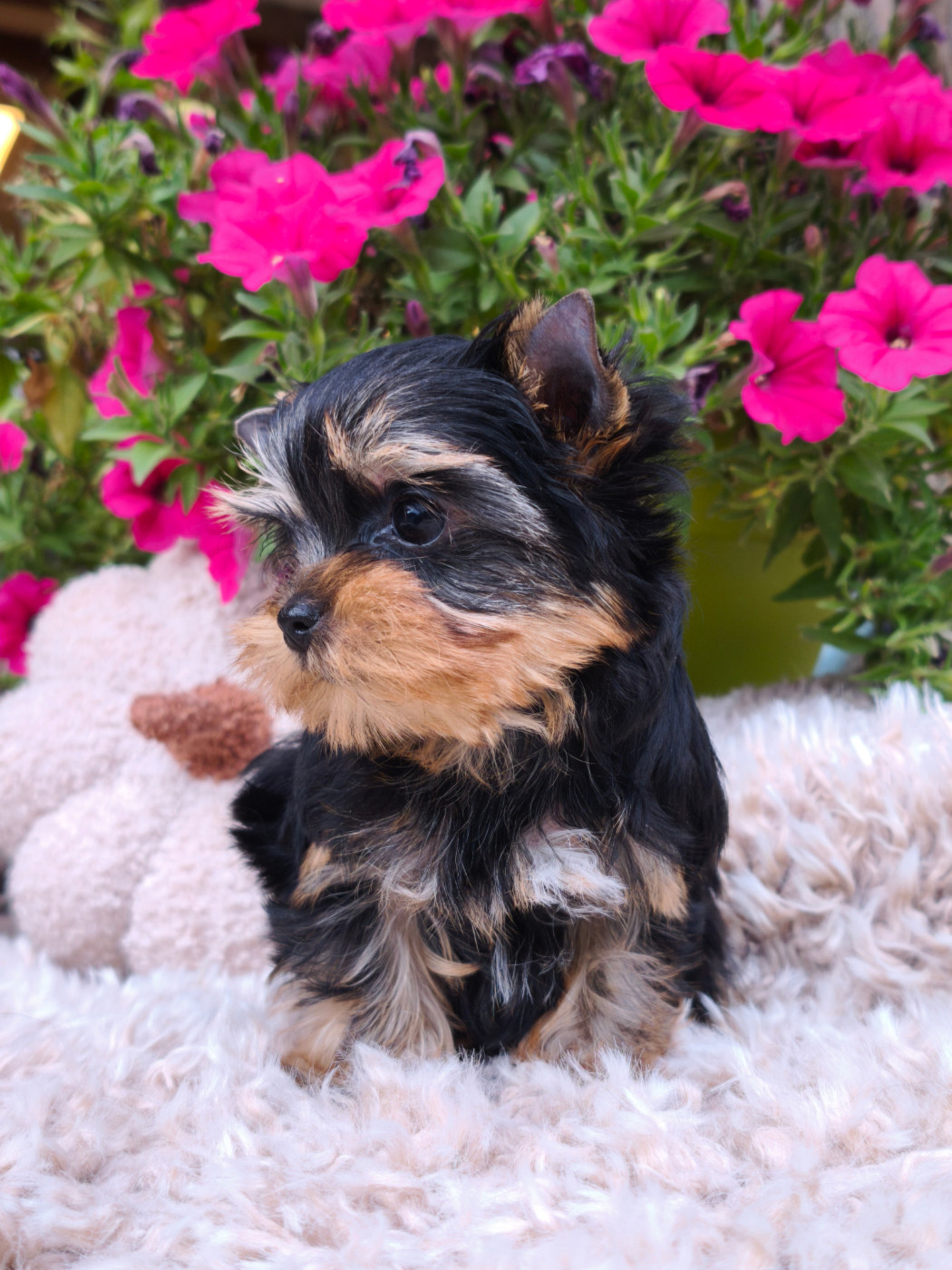 du Domaine de Naugigoutte - Chiots disponibles - Yorkshire Terrier
