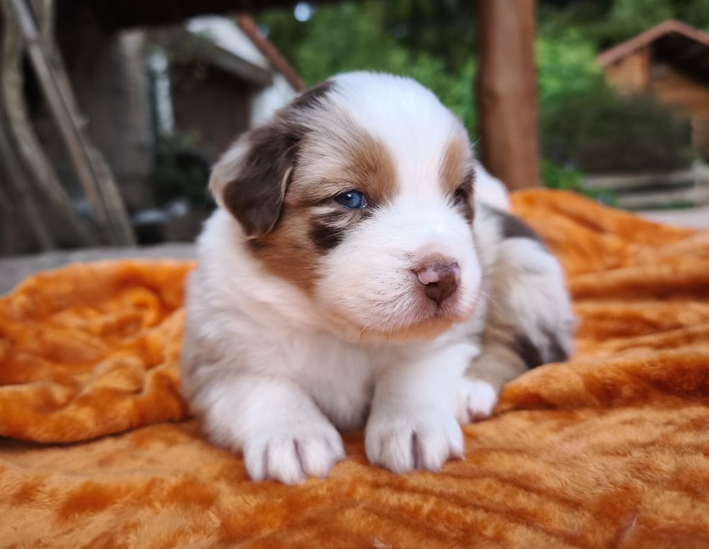 du Domaine de Naugigoutte - Chiots disponibles - Berger Australien