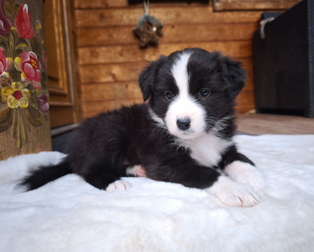 du Domaine de Naugigoutte - Chiots disponibles - Berger Australien
