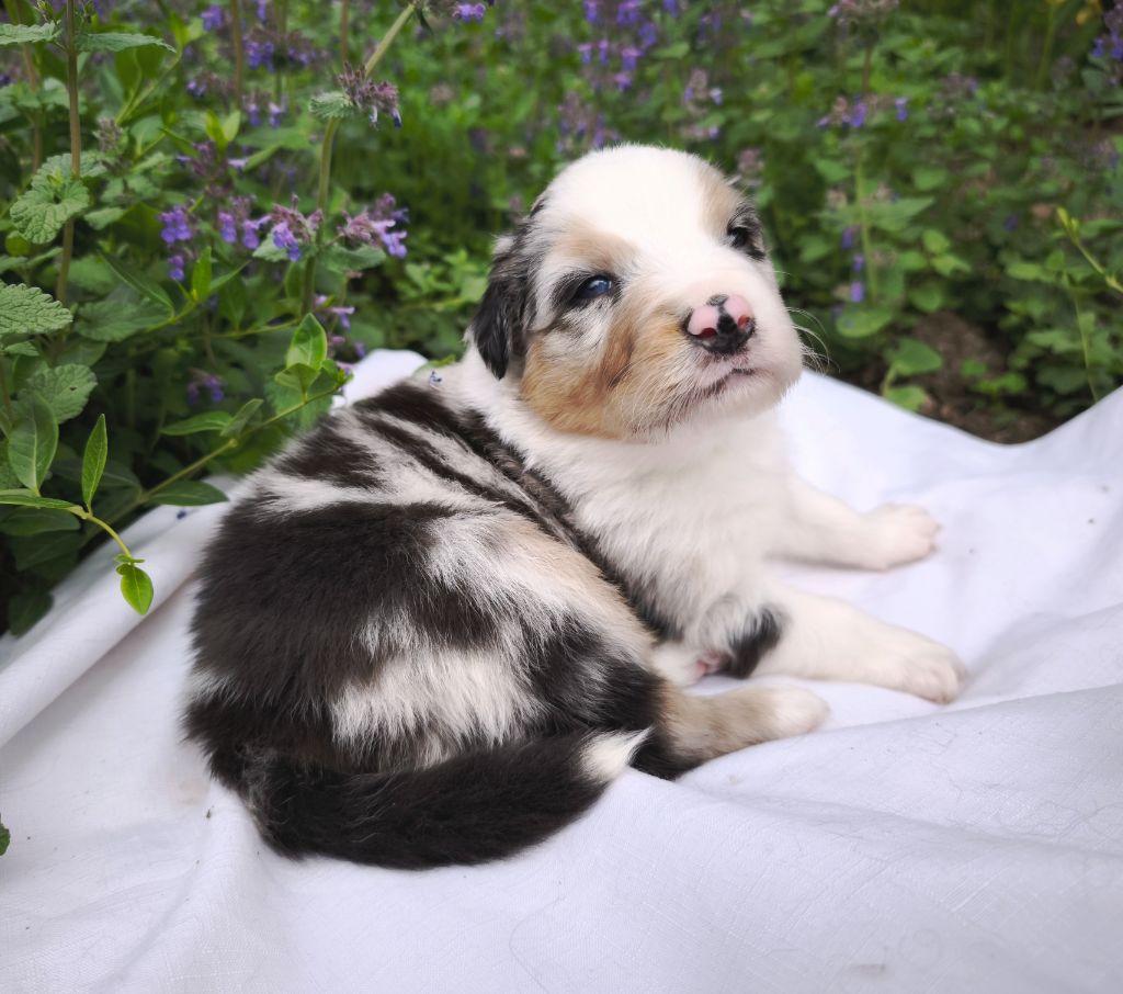 du Domaine de Naugigoutte - Chiots disponibles - Berger Australien