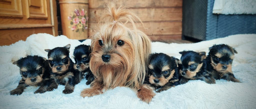Chiot Yorkshire Terrier du Domaine de Naugigoutte