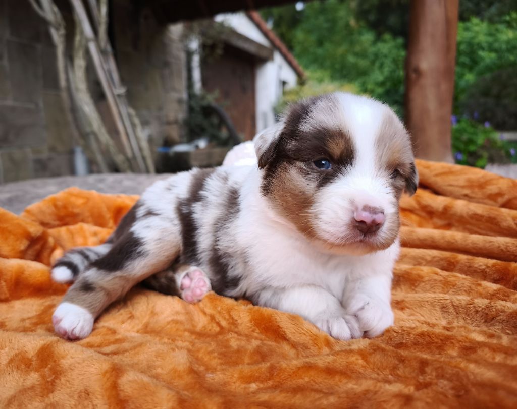 du Domaine de Naugigoutte - Chiots disponibles - Berger Australien