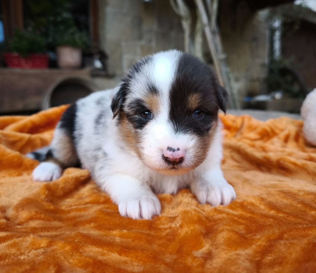 du Domaine de Naugigoutte - Chiots disponibles - Berger Australien