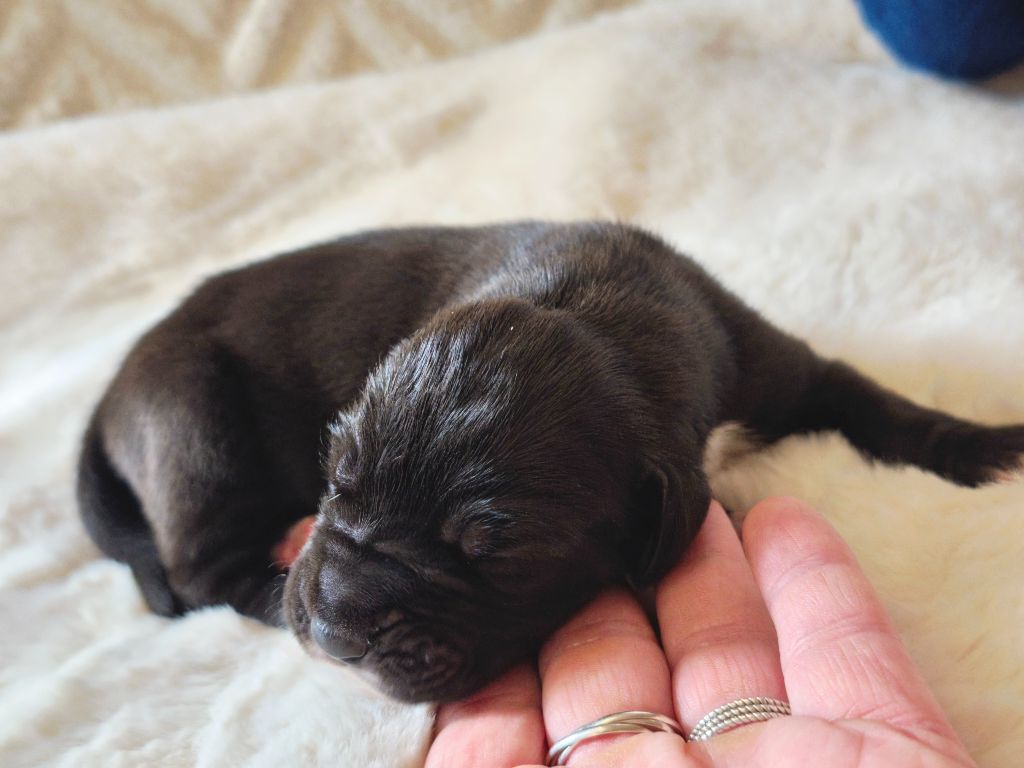 du Domaine de Naugigoutte - Chiots disponibles - Dogue allemand