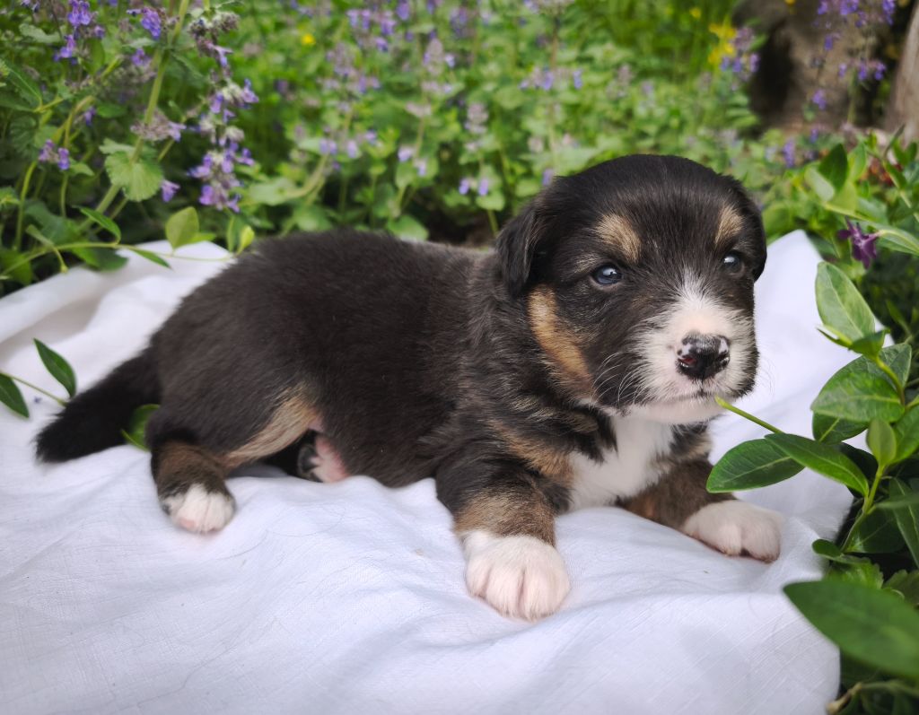 du Domaine de Naugigoutte - Chiots disponibles - Berger Australien