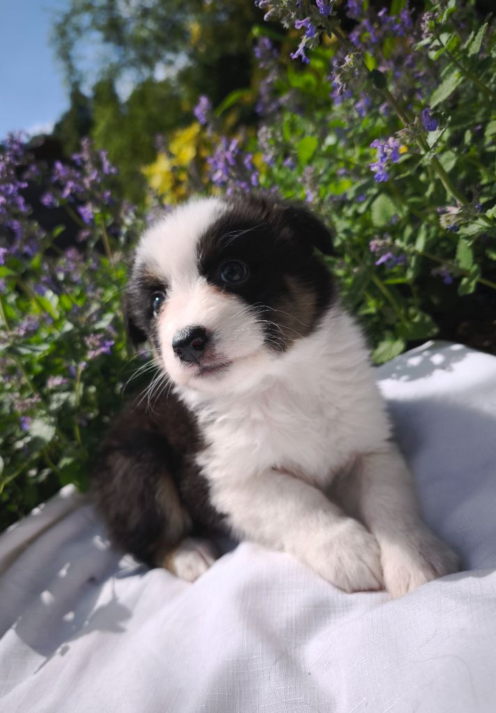 du Domaine de Naugigoutte - Chiots disponibles - Berger Australien