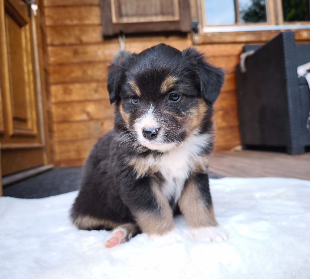 du Domaine de Naugigoutte - Chiots disponibles - Berger Australien