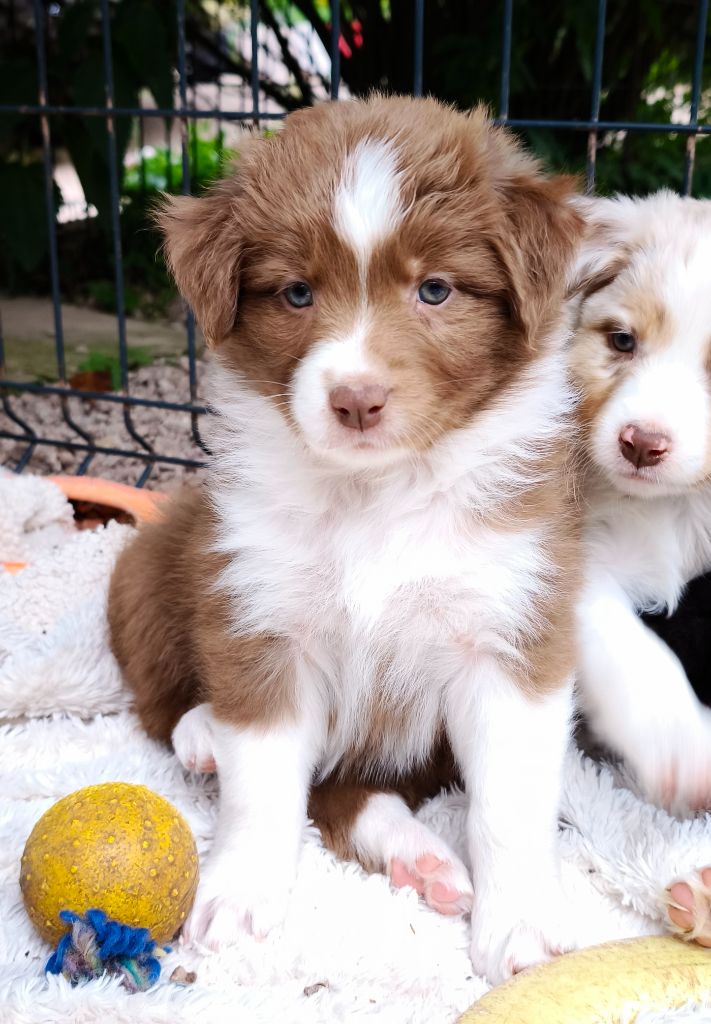du Domaine de Naugigoutte - Chiots disponibles - Berger Australien