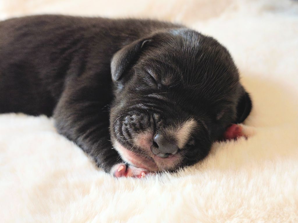 du Domaine de Naugigoutte - Chiots disponibles - Dogue allemand