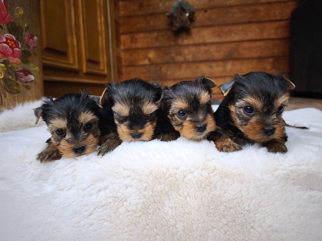Chiot Yorkshire Terrier du Domaine de Naugigoutte