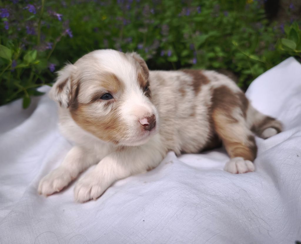 du Domaine de Naugigoutte - Chiots disponibles - Berger Australien