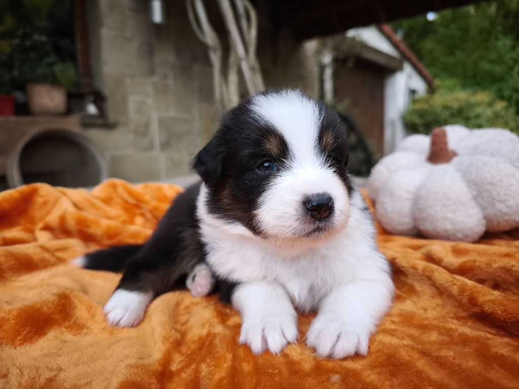 du Domaine de Naugigoutte - Chiots disponibles - Berger Australien
