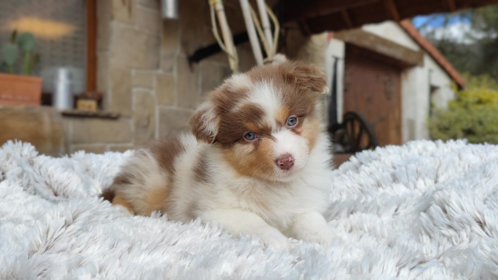 Chiot Berger Australien du Domaine de Naugigoutte