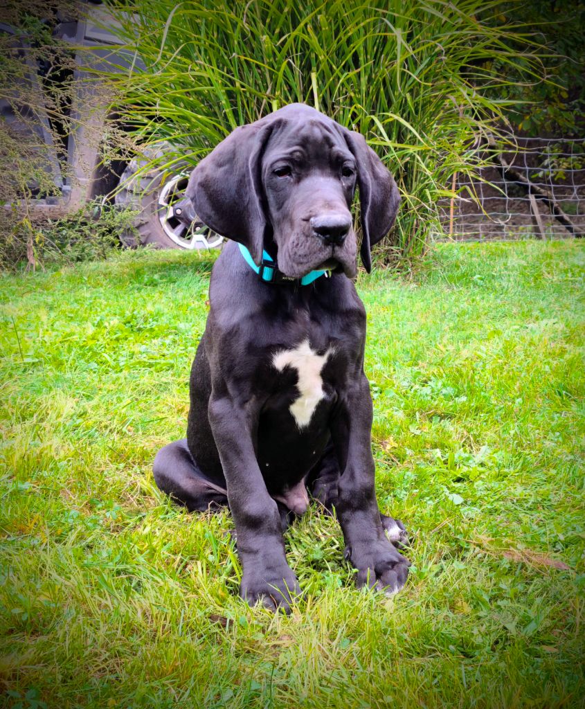 du Domaine de Naugigoutte - Chiots disponibles - Dogue allemand