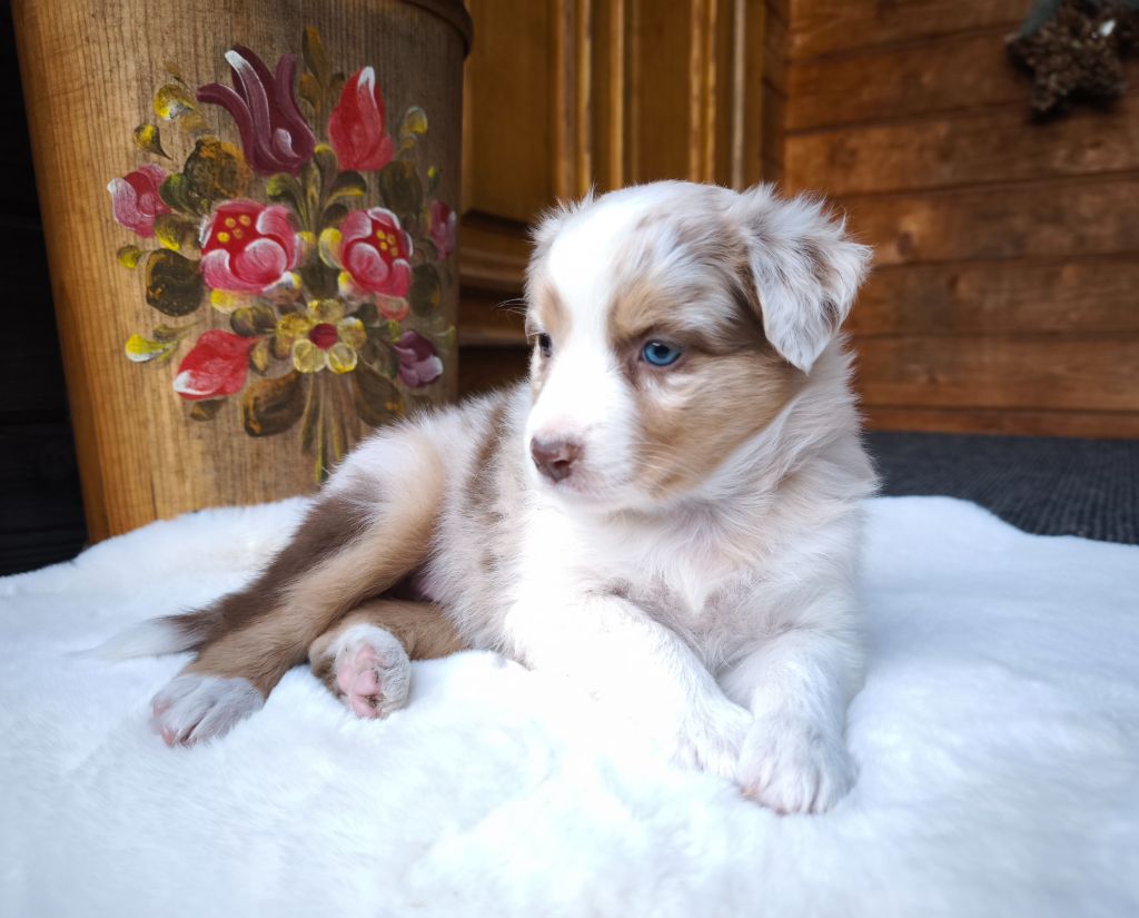 du Domaine de Naugigoutte - Chiots disponibles - Berger Australien