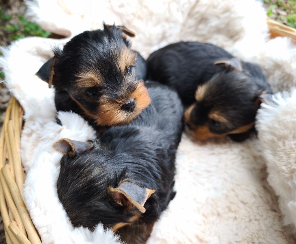 Chiot Yorkshire Terrier du Domaine de Naugigoutte