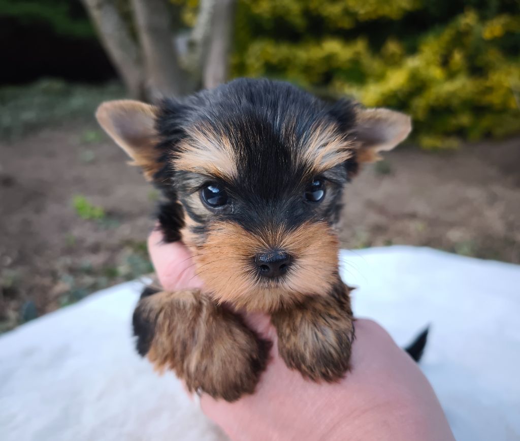 du Domaine de Naugigoutte - Chiots disponibles - Yorkshire Terrier