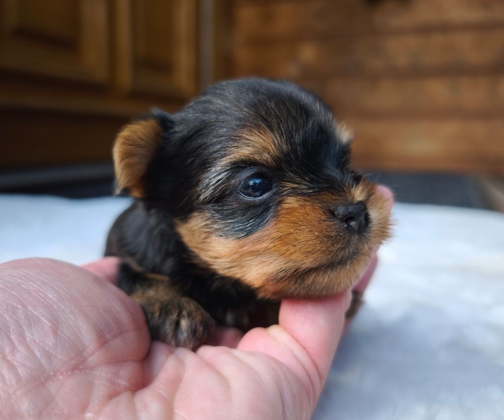 du Domaine de Naugigoutte - Chiots disponibles - Yorkshire Terrier