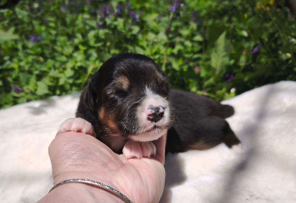 du Domaine de Naugigoutte - Chiots disponibles - Berger Australien