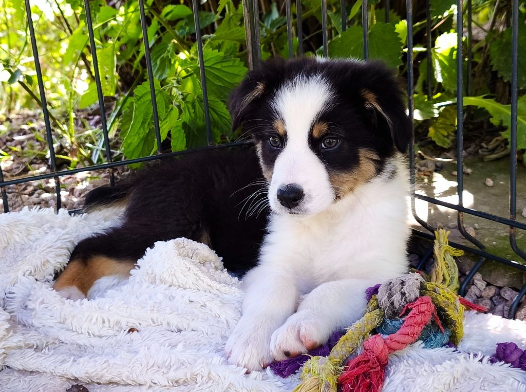du Domaine de Naugigoutte - Chiots disponibles - Berger Australien