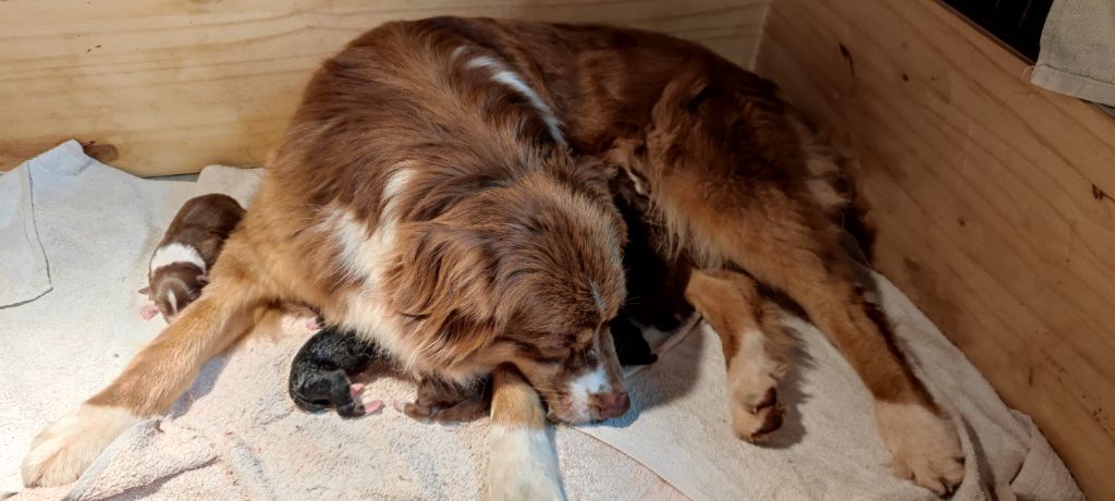 Chiot Berger Australien du Domaine de Naugigoutte