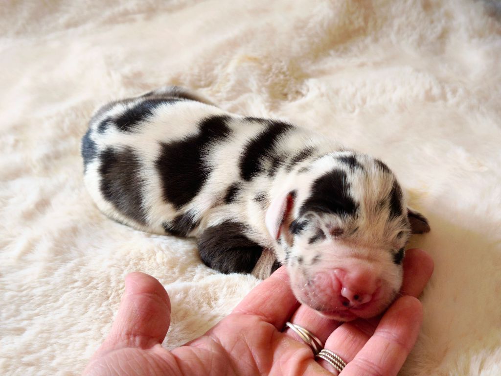 du Domaine de Naugigoutte - Chiots disponibles - Dogue allemand