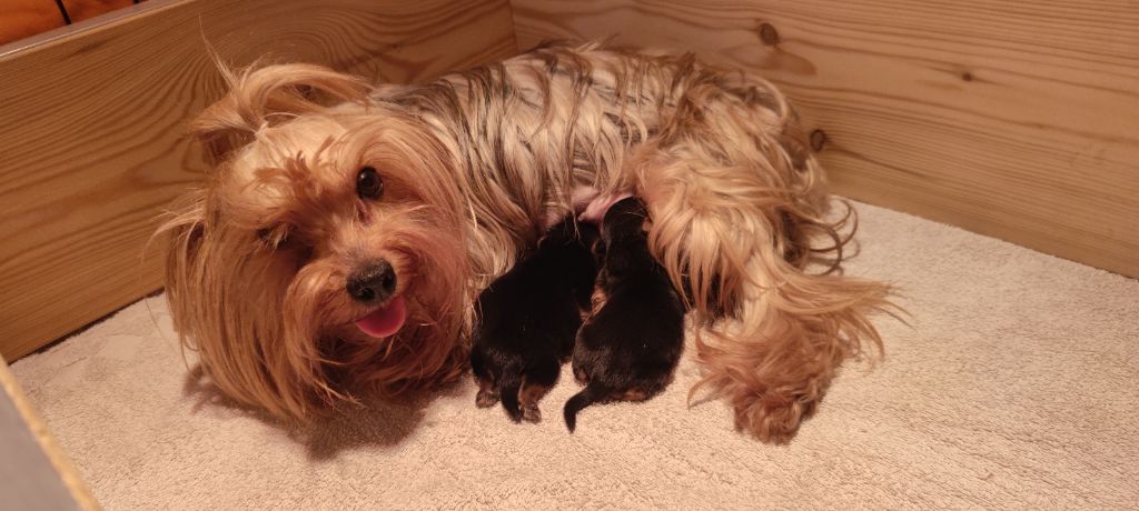 Chiot Yorkshire Terrier du Domaine de Naugigoutte