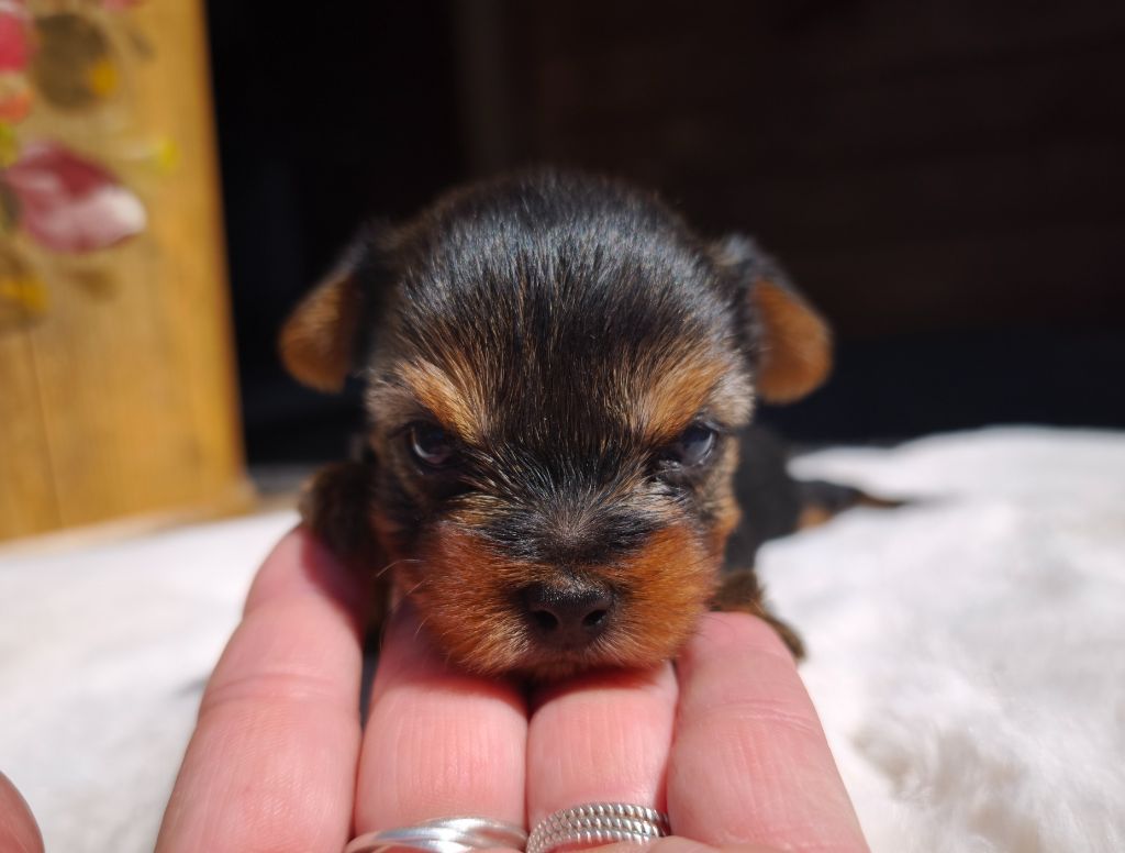 du Domaine de Naugigoutte - Chiots disponibles - Yorkshire Terrier