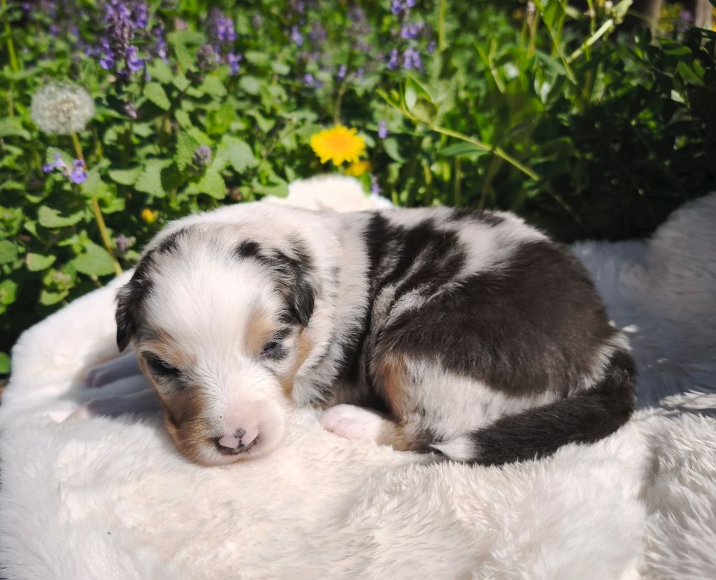 du Domaine de Naugigoutte - Chiots disponibles - Berger Australien