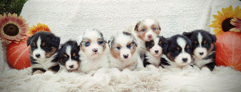 Chiot Berger Australien du Domaine de Naugigoutte