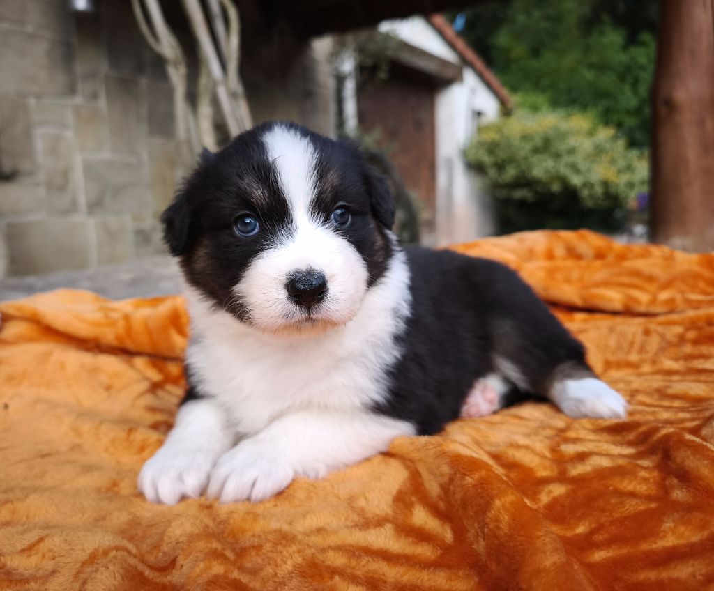 du Domaine de Naugigoutte - Chiots disponibles - Berger Australien
