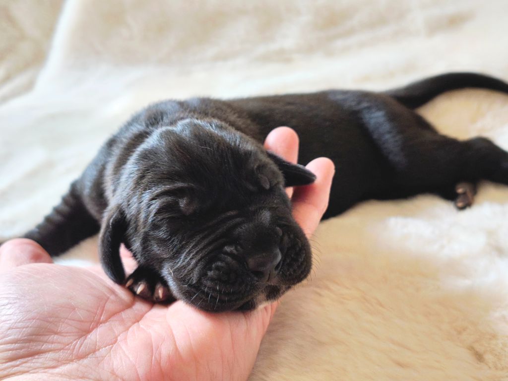 du Domaine de Naugigoutte - Chiots disponibles - Dogue allemand